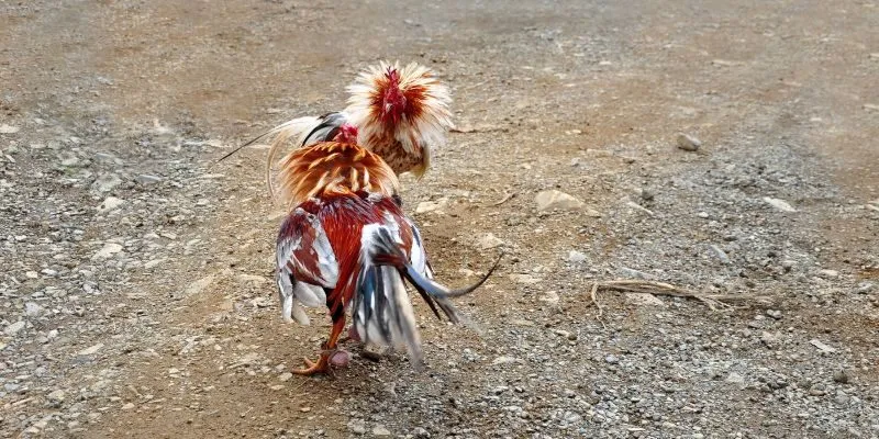 Tìm hiểu vảy gà chọi là gì?